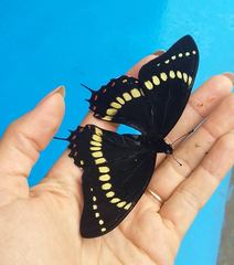 Papilio scamander