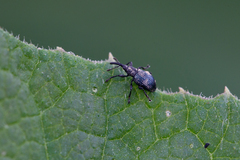 Ceratapion onopordi