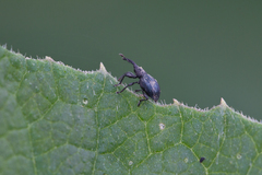 Ceratapion onopordi