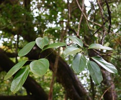 Heptapleurum venulosum