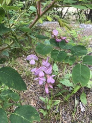 Robinia hispida fertilis