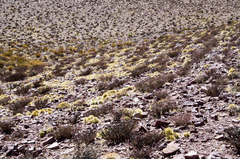 Airampoa ayrampo