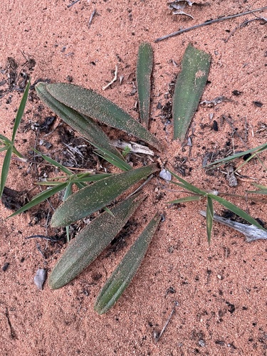 sticky-leaf African hyacinth (Ledebouria viscosa)