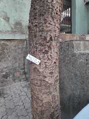 Bombax ceiba
