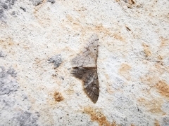 Idaea pervertipennis