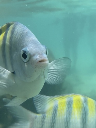 Abudefduf saxatilis