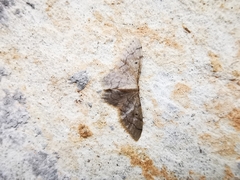 Idaea pervertipennis