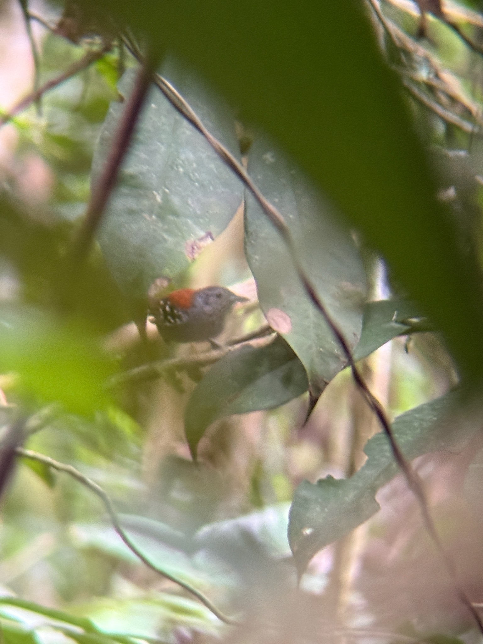 Rufous-backed Stipplethroat (Epinecrophylla haematonota), photo 1