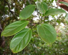Heptapleurum venulosum
