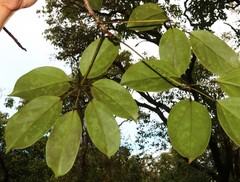 Heptapleurum venulosum