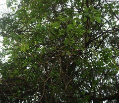 Heptapleurum venulosum