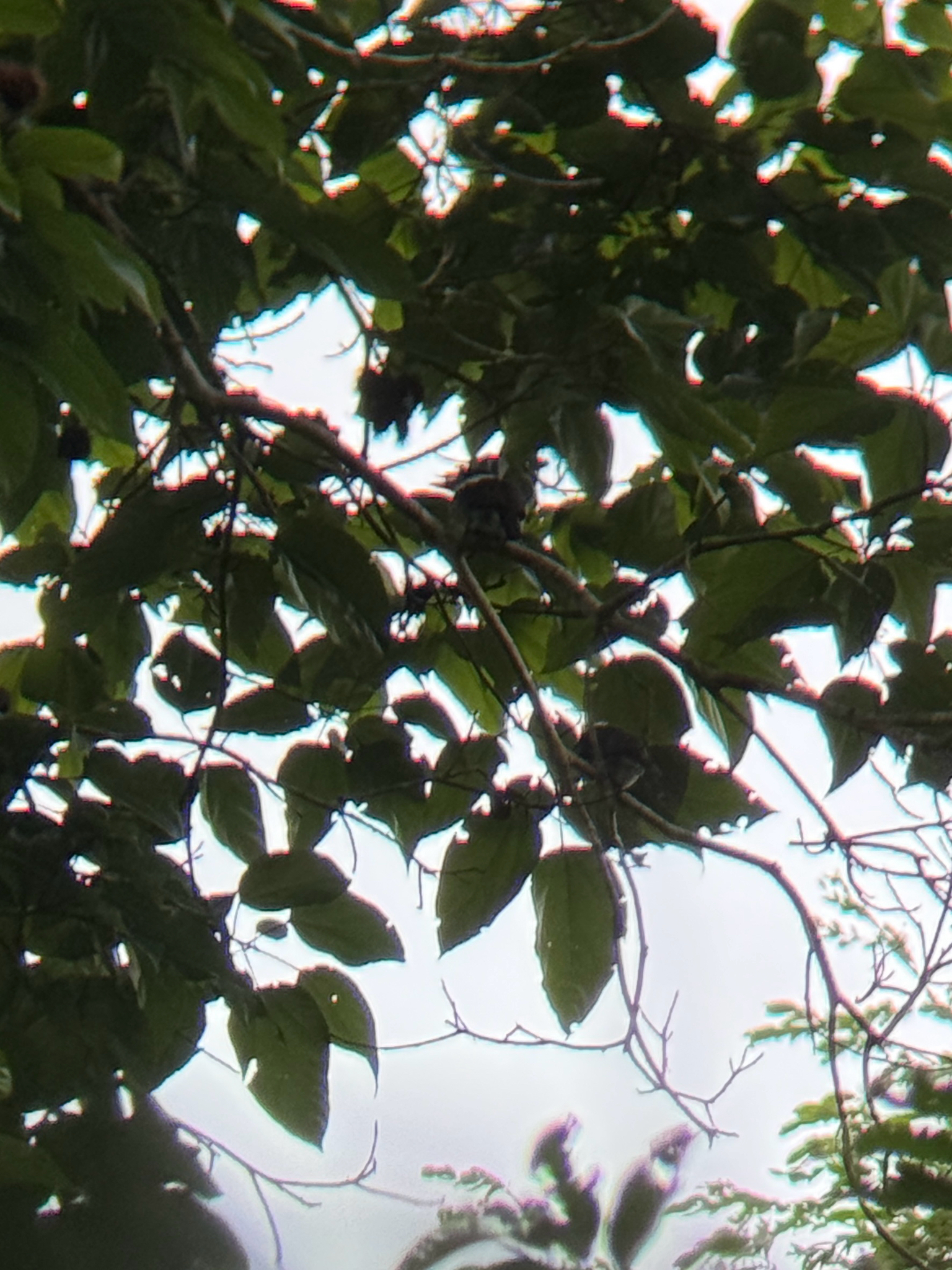 Brown-banded Puffbird (Notharchus ordii), photo 1