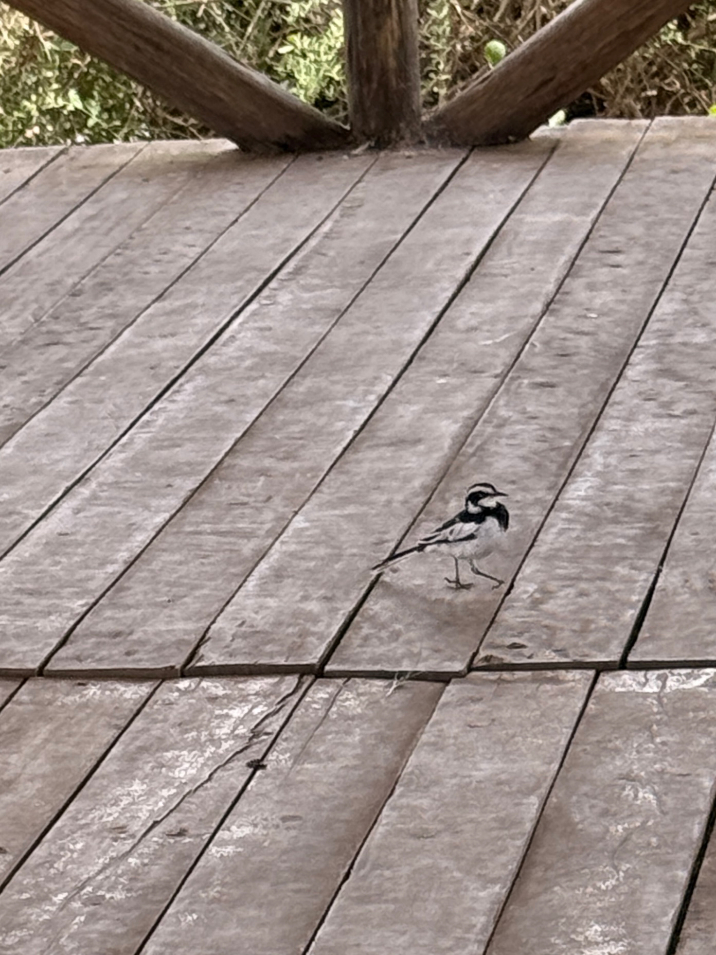 African Pied Wagtail (Motacilla aguimp), photo 5