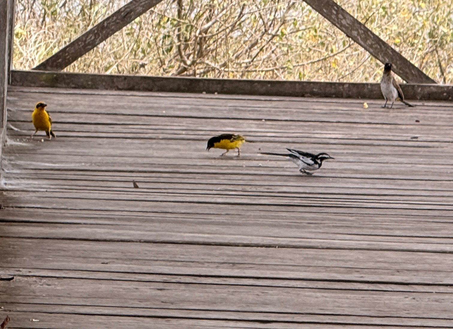 African Pied Wagtail (Motacilla aguimp), photo 6