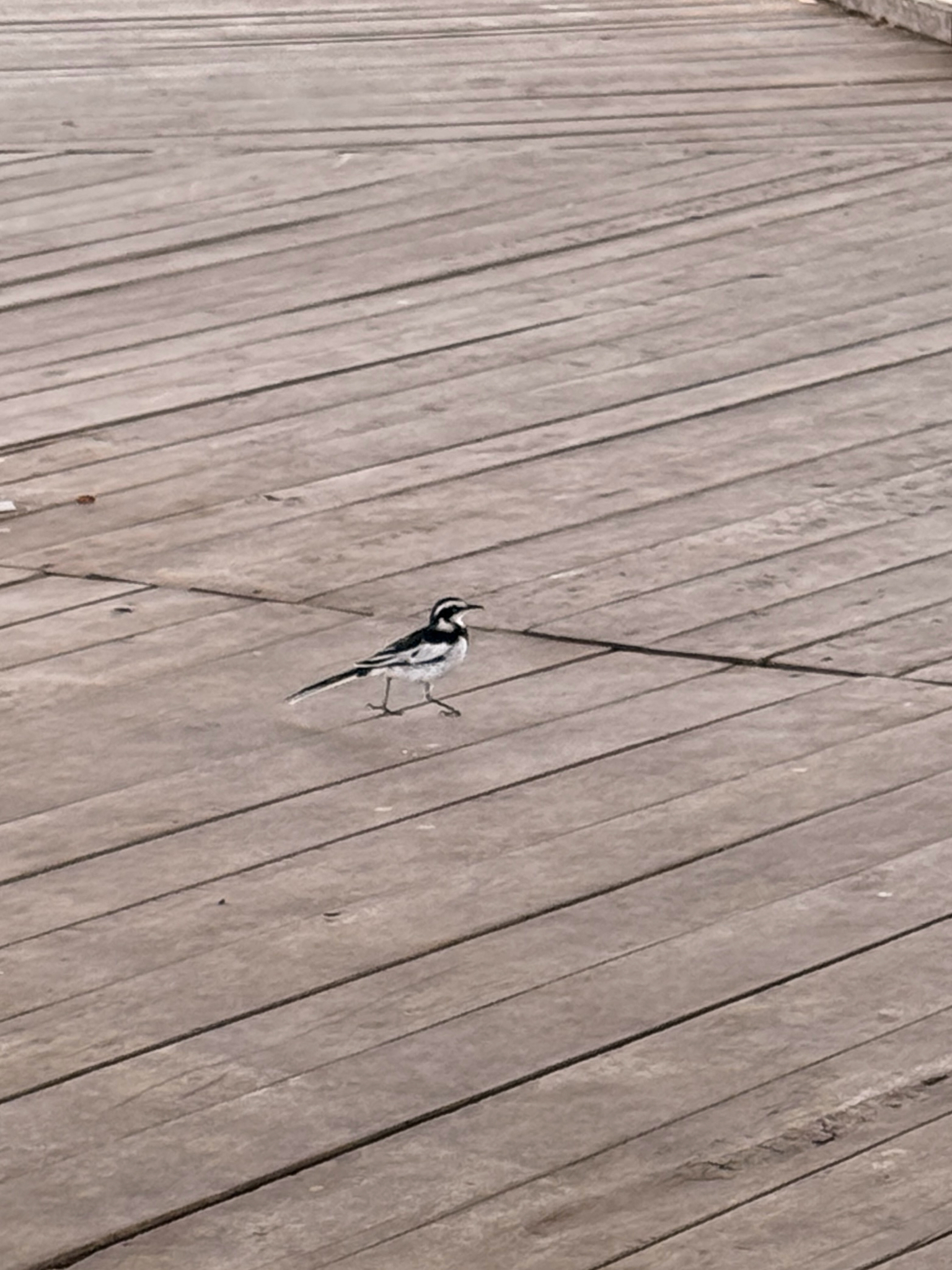 African Pied Wagtail (Motacilla aguimp), photo 10