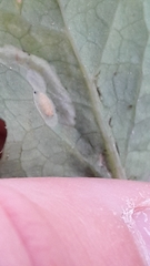 Phytomyza syngenesiae group