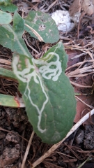 Phytomyza syngenesiae group