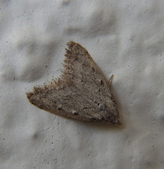 Nola thymula