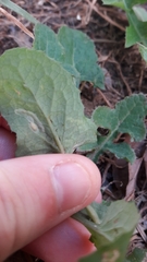 Phytomyza syngenesiae group