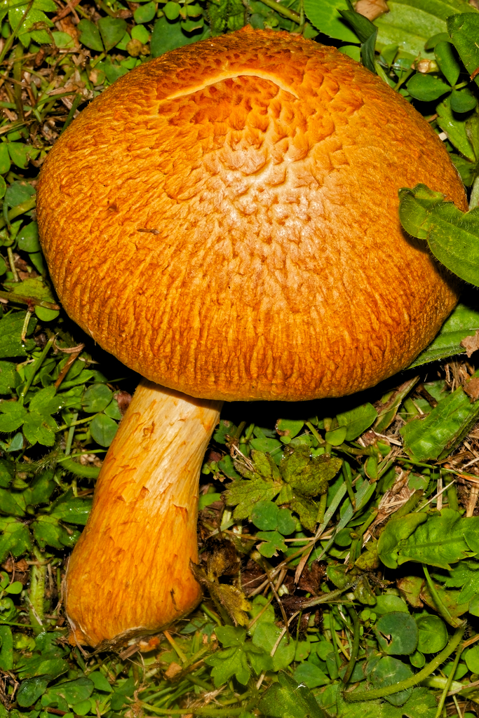 Gymnopilus junonius · February 2026 · photo: © schneehagen (iNaturalist, cc-by-sa)