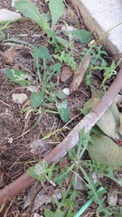 Phytomyza syngenesiae group