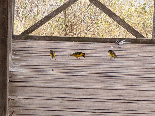Baglafecht Weaver (Ploceus baglafecht)