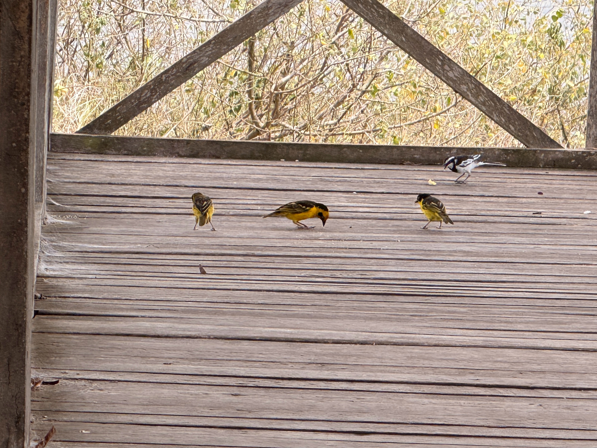 Baglafecht Weaver (Ploceus baglafecht), photo 1