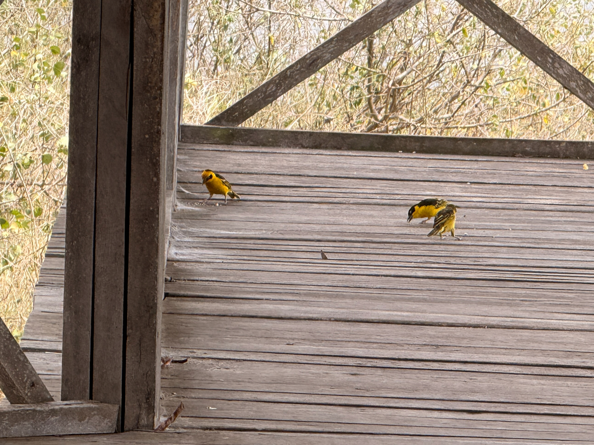 Baglafecht Weaver (Ploceus baglafecht), photo 3