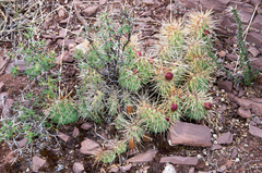 Airampoa ayrampo