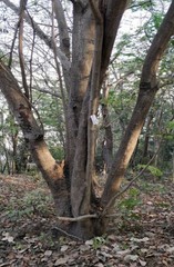 Peltophorum pterocarpum