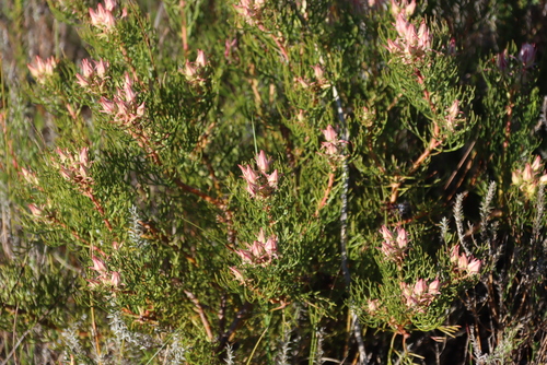 Serruria rosea, photograph 4