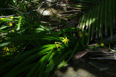 Hypoxis angustifolia