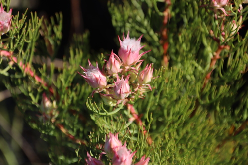Serruria rosea, photograph 3