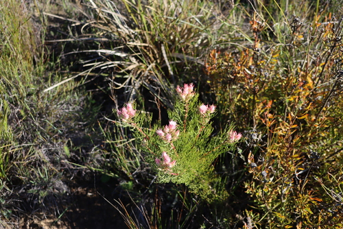 Serruria rosea, photograph 2
