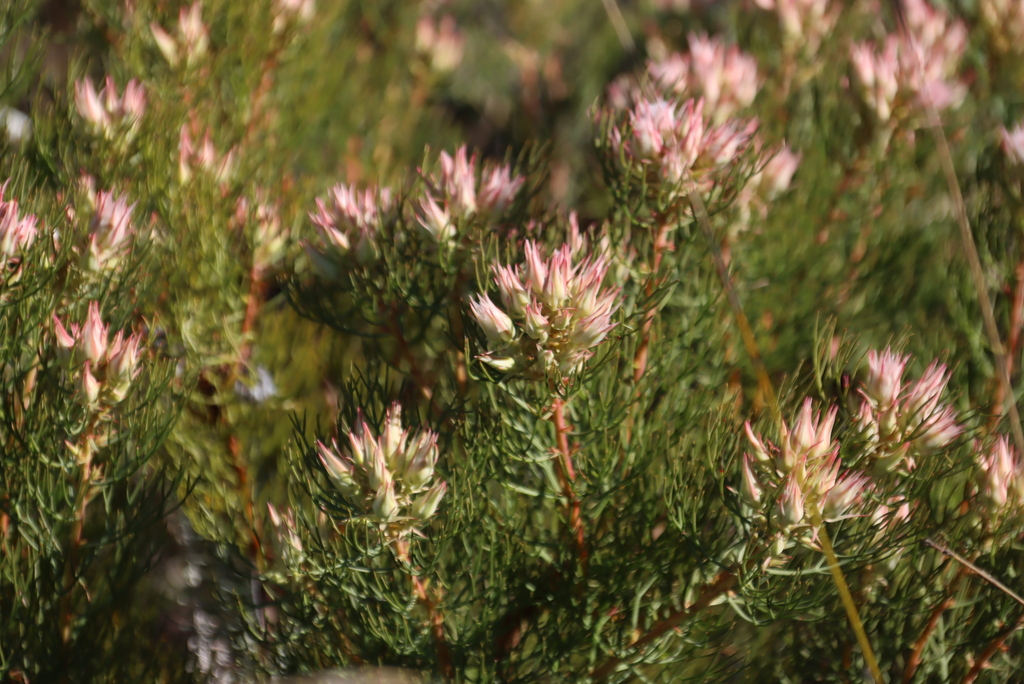 Serruria rosea; photograph (c) Tony Rebelo, some rights reserved (CC BY-SA)