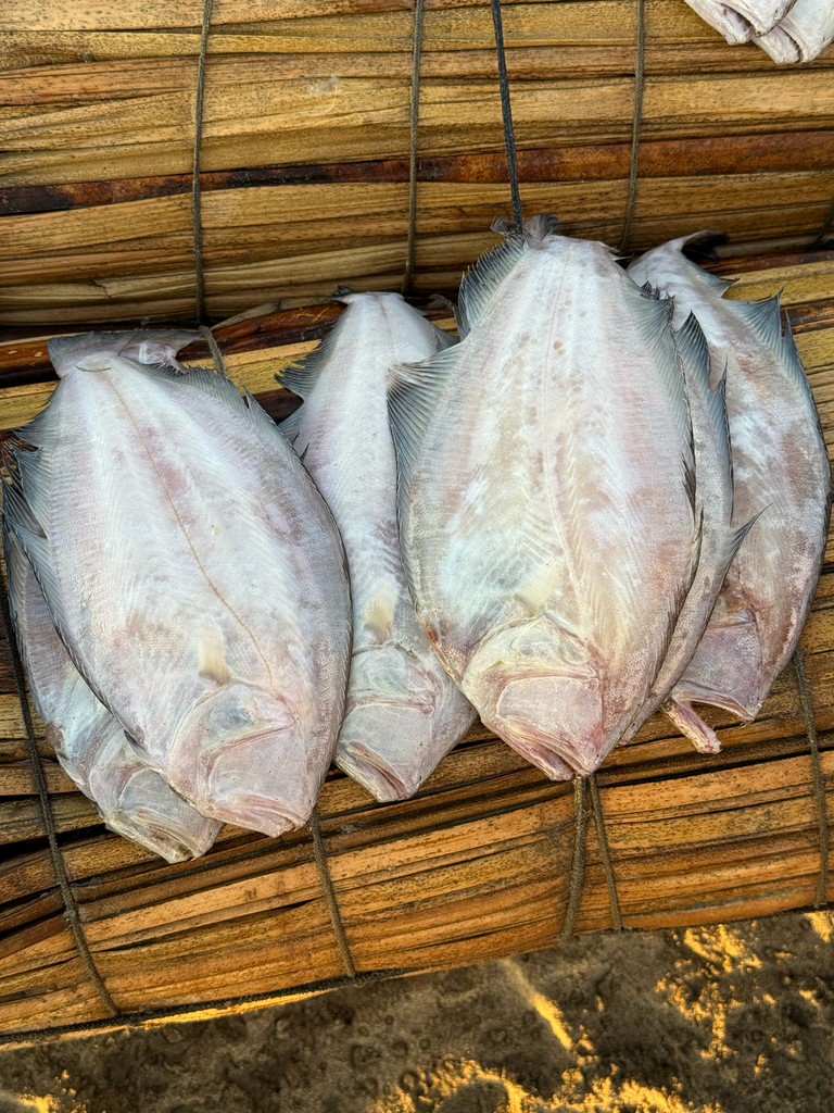 Tand-schijnbot (Cyclopsetta querna) — Paralichthyidae