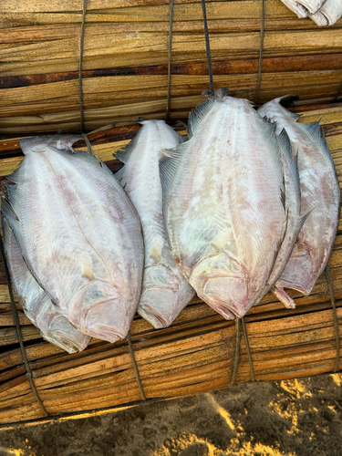 Toothed flounder (Cyclopsetta querna) — Paralichthyidae