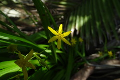 Hypoxis angustifolia