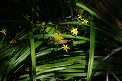 Hypoxis angustifolia