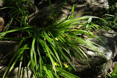 Hypoxis angustifolia