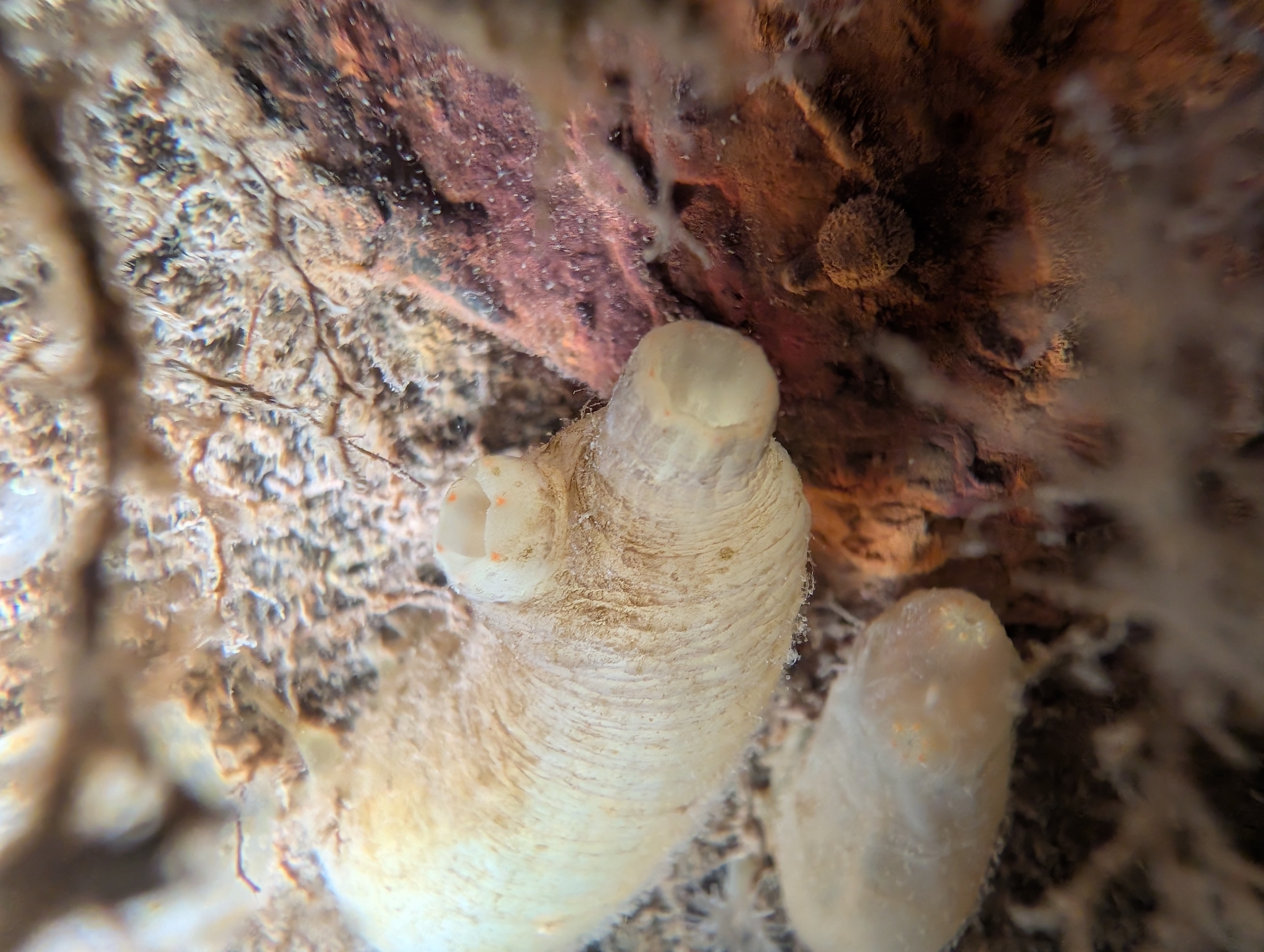 Ciona intestinalis (Linnaeus, 1767)