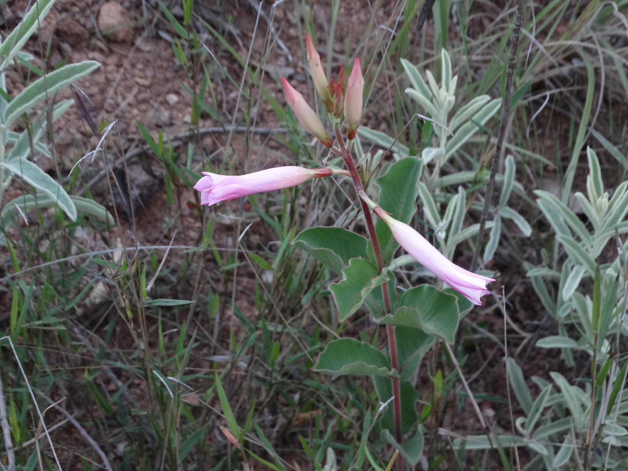 Mandevilla