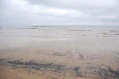 Chroicocephalus ridibundus