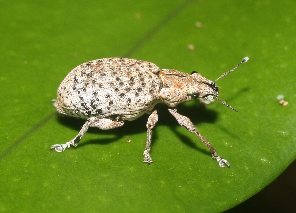 Saurophthalmus