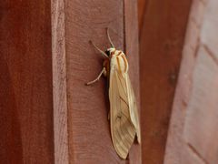 Amastus aconia rumina