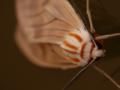 Amastus aconia rumina