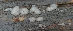 Exidia thuretiana