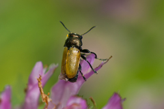 Labidostomis
