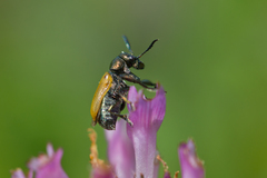 Labidostomis