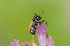 Labidostomis